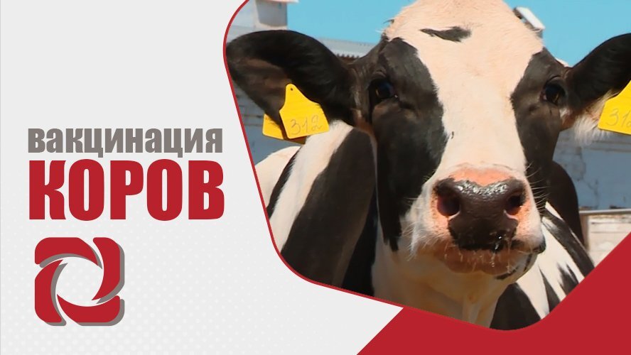Вакцинация животных.